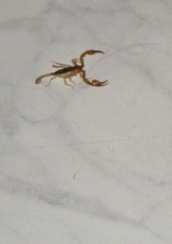 foto k příspěvku  od rencek