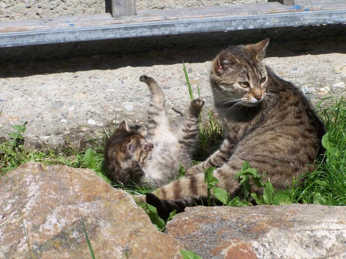 foto k příspěvku  od Aligátor