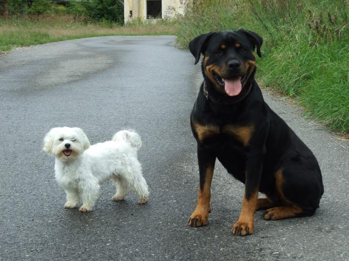 foto k příspěvku  od Petura