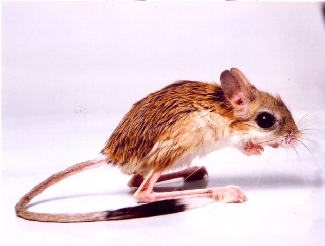 foto k příspěvku  od Pagoš