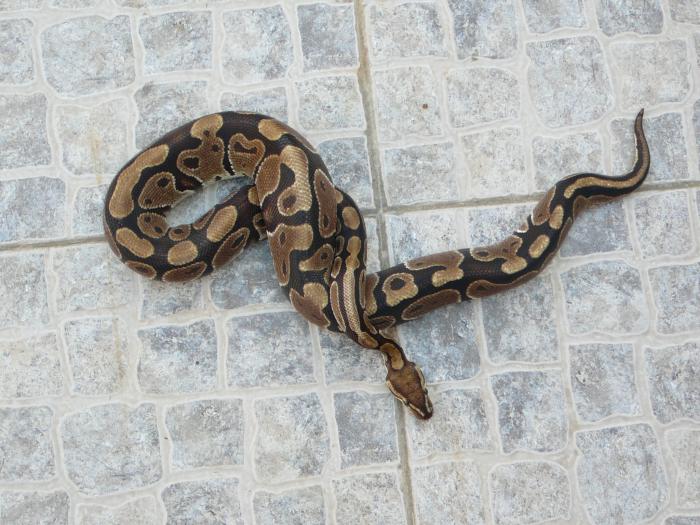 foto k příspěvku  od Bucci