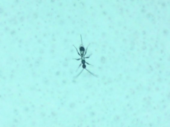 foto k příspěvku  od ACEMajky