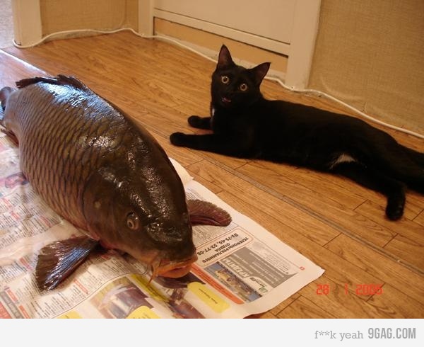 foto k příspěvku  od muSlim