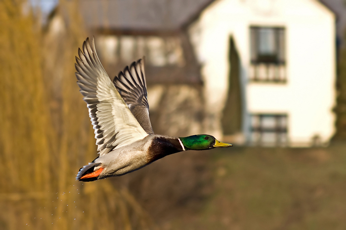 foto k příspěvku  od Crimson
