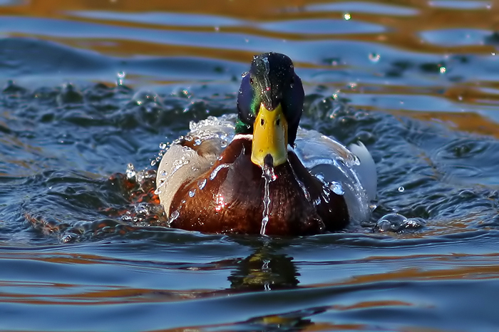 foto k příspěvku  od Crimson