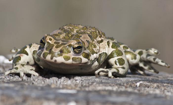 foto k příspěvku  od Bucci