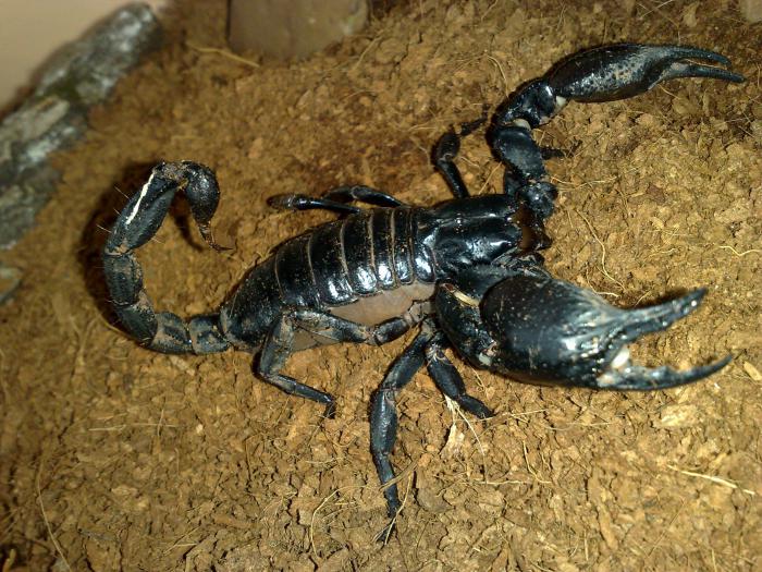 foto k příspěvku  od Kesam