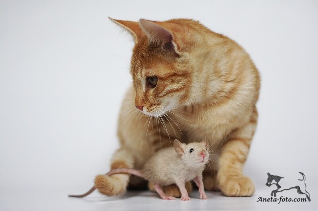 foto k příspěvku  od madaros