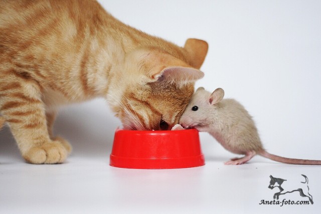 foto k příspěvku  od madaros