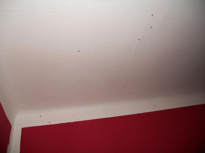 foto k příspěvku  od dolph