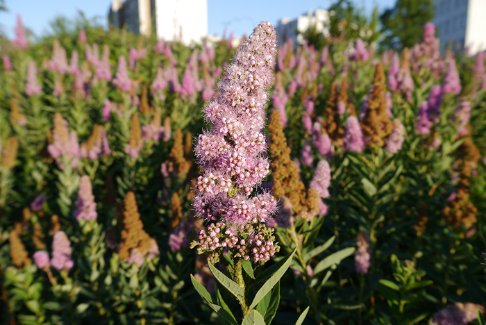 foto k příspěvku  od Crimson