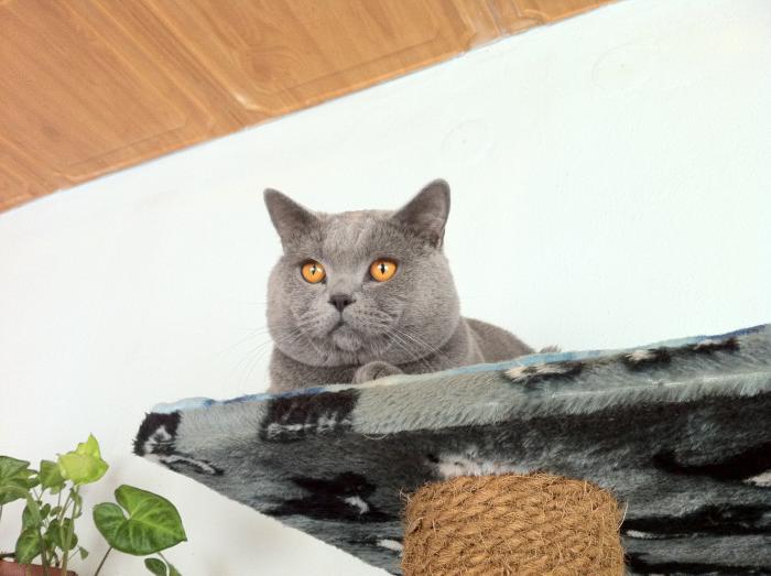 foto k příspěvku  od Knightey-