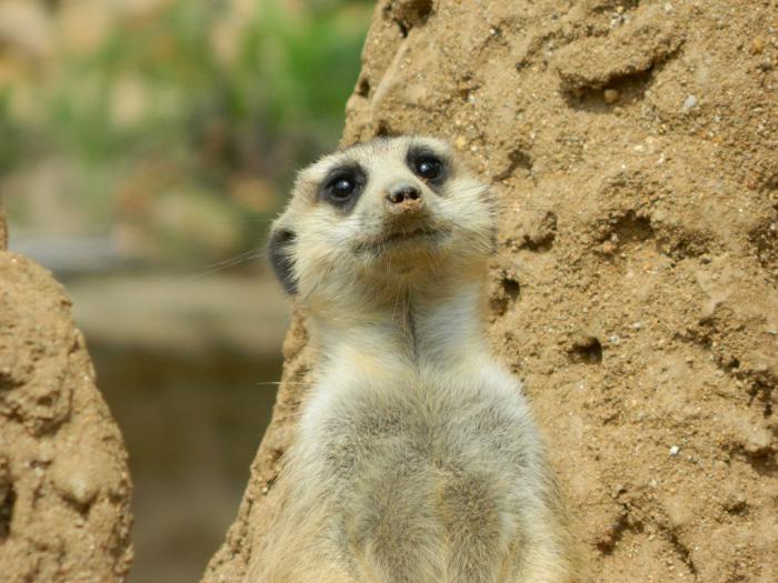 foto k příspěvku  od Arnie_one