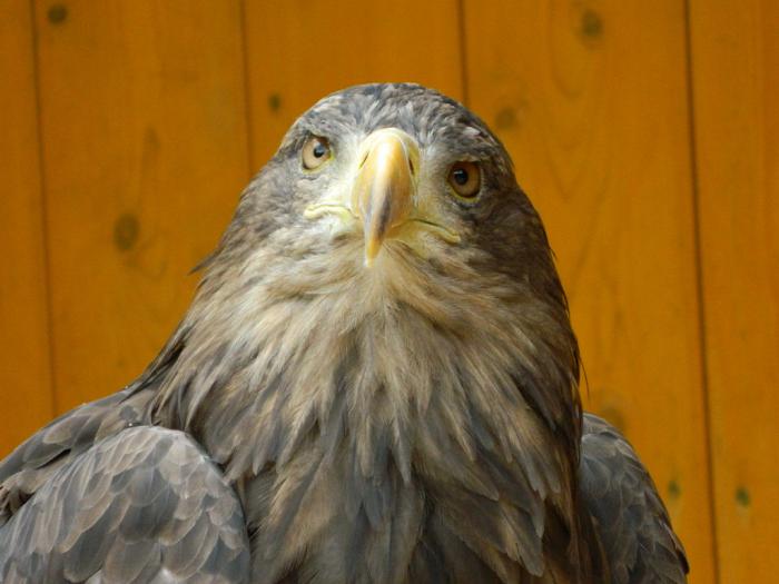 foto k příspěvku  od Arnie_one