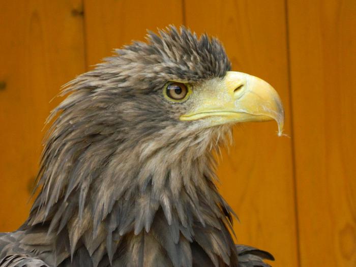 foto k příspěvku  od Arnie_one