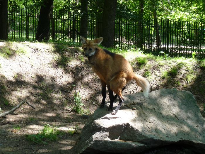 foto k příspěvku  od Losky