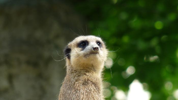 foto k příspěvku  od Losky