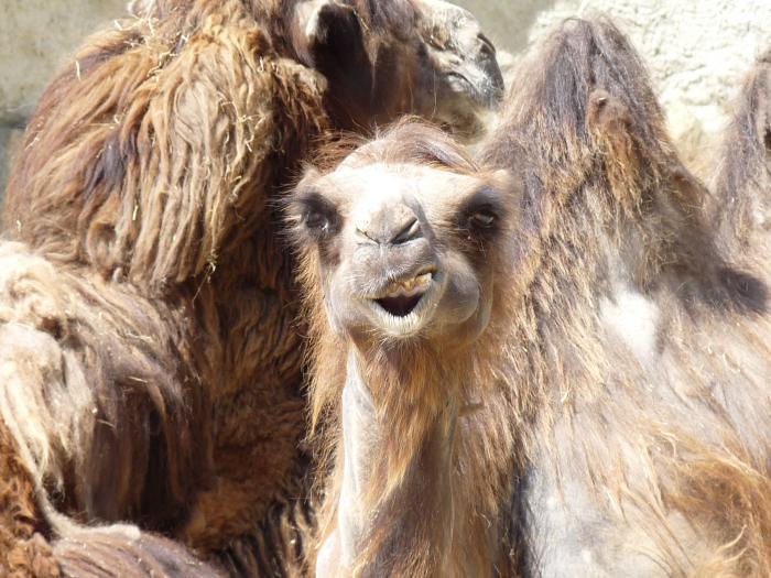 foto k příspěvku  od Losky