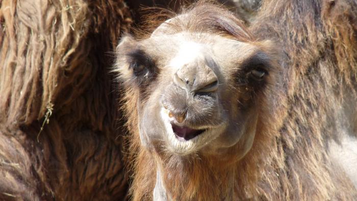 foto k příspěvku  od Losky