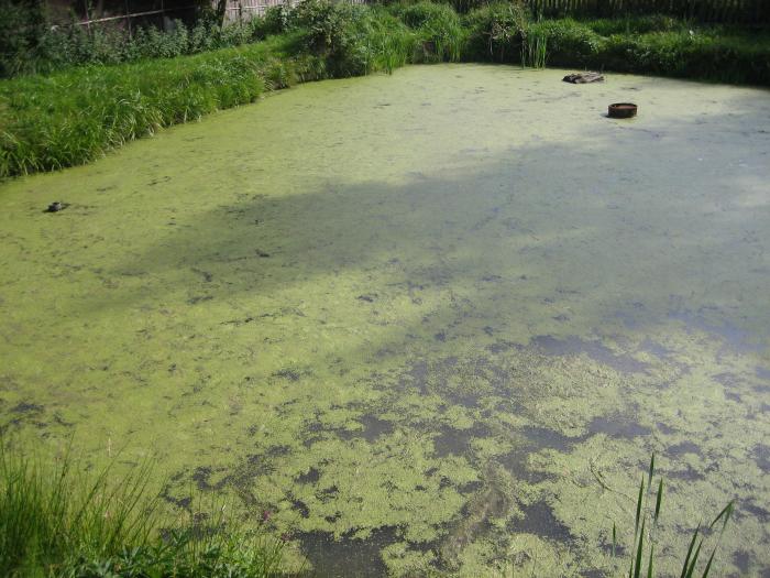 foto k příspěvku  od Komba