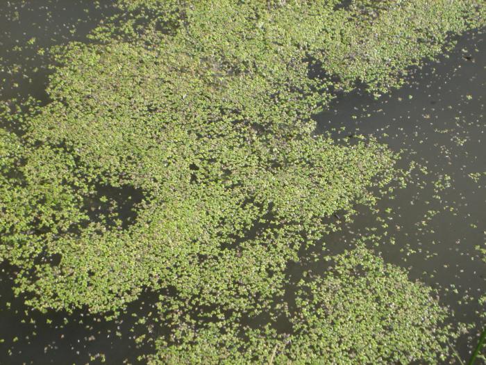 foto k příspěvku  od Komba