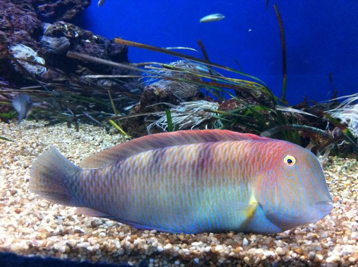 foto k příspěvku  od Pajk