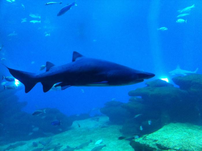 foto k příspěvku  od Pajk