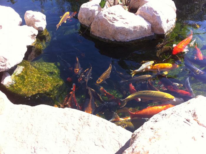 foto k příspěvku  od Pajk