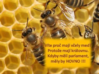 foto k příspěvku  od DaveX