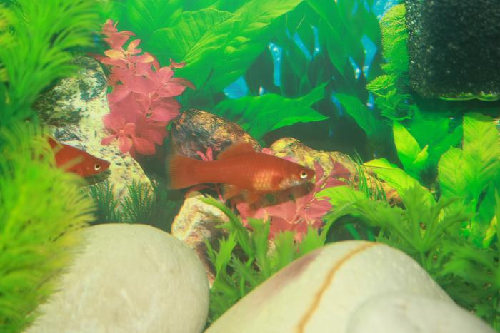 foto k příspěvku  od Martyn