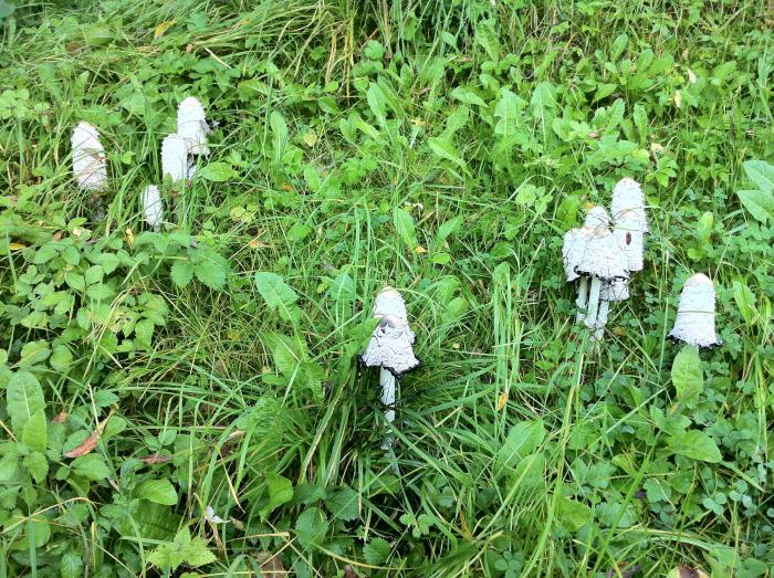 foto k příspěvku  od Knightey-