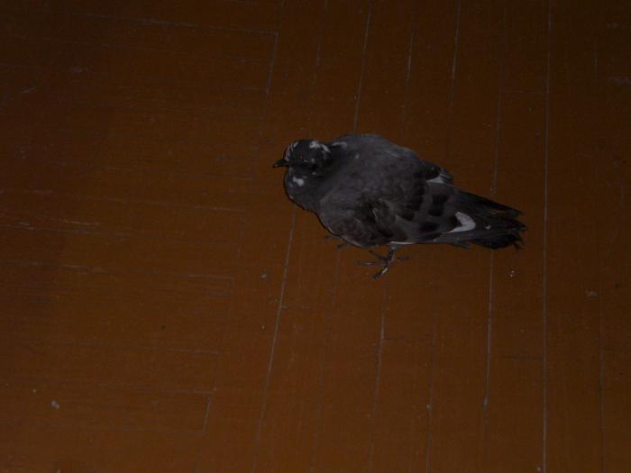 foto k příspěvku  od Proffesor_W