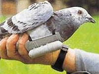 foto k příspěvku  od Newman