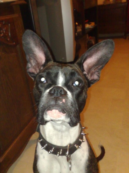 foto k příspěvku  od soray