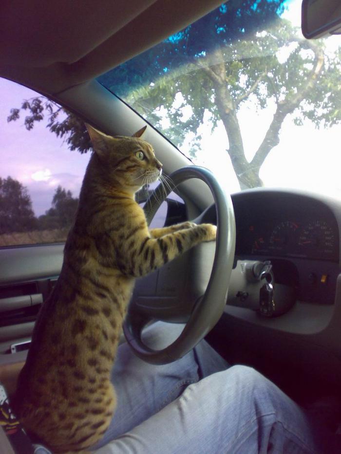 foto k příspěvku  od tappaja