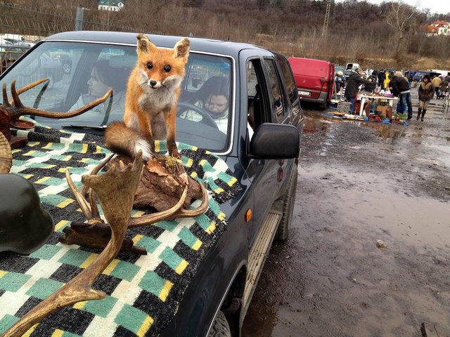 foto k příspěvku  od Rustapha-659