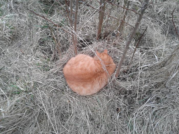 foto k příspěvku  od radaman