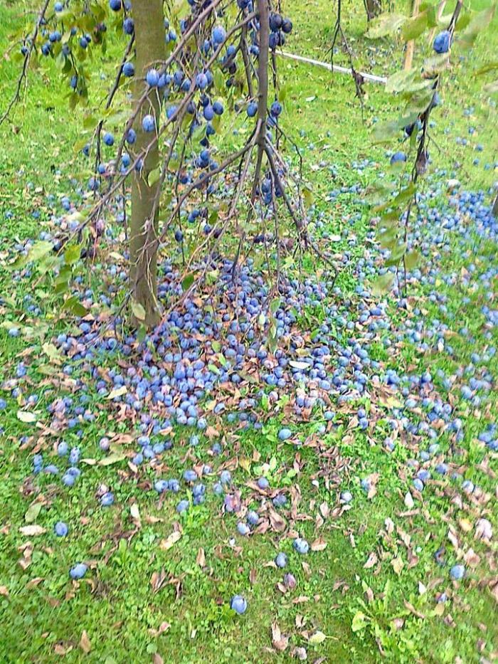 foto k příspěvku  od miri