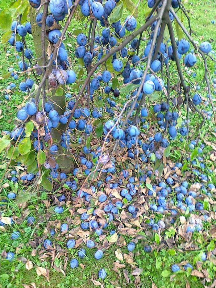 foto k příspěvku  od miri