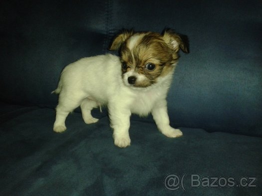 foto k příspěvku  od filip146