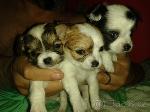 foto k příspěvku  od filip146