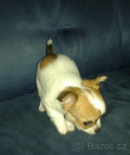 foto k příspěvku  od filip146