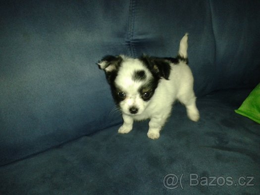 foto k příspěvku  od filip146