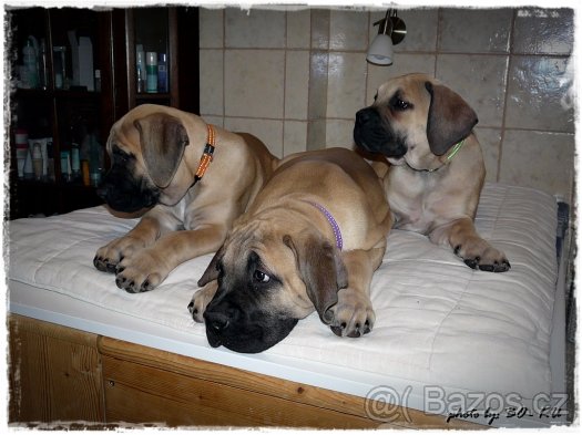 foto k příspěvku  od BATMAN