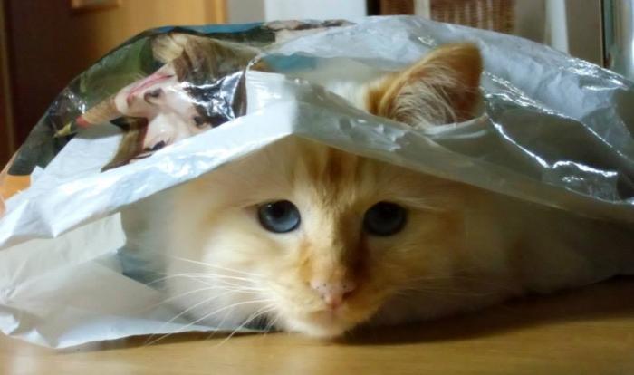 foto k příspěvku  od Knightey-