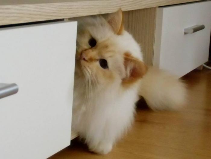 foto k příspěvku  od Knightey-